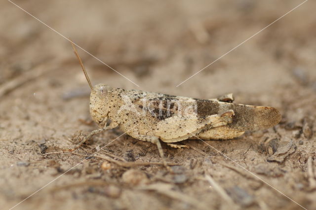 Roodvleugelsprinkhaan (Oedipoda germanica)