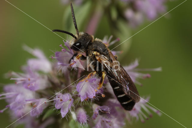 Blokhoofdgroefbij (Halictus maculatus)