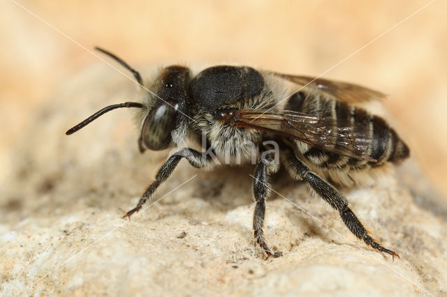 Megachile pilidens