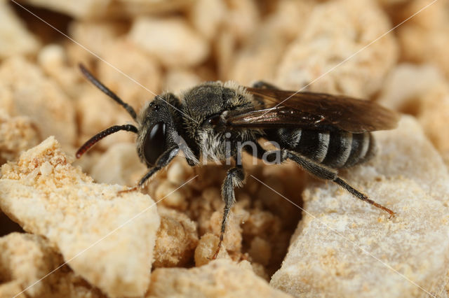 Andrena colletiformis