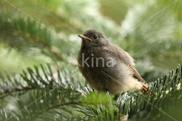 Zwarte Roodstaart (Phoenicurus ochruros)