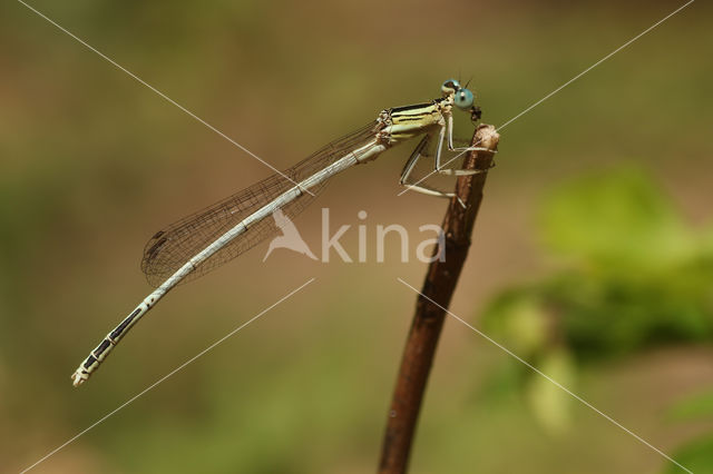 Witte breedscheenjuffer (Platycnemis latipes)