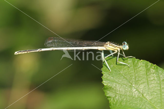 Witte breedscheenjuffer (Platycnemis latipes)