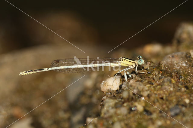 Witte breedscheenjuffer (Platycnemis latipes)