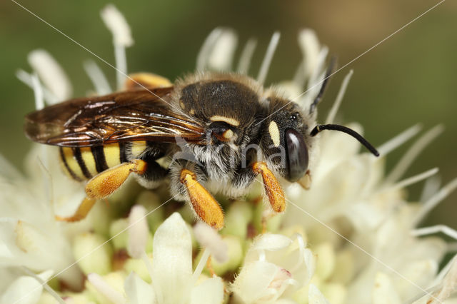 Trachusa interrupta