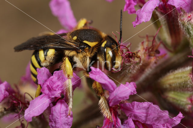 Anthidium septemspinosum