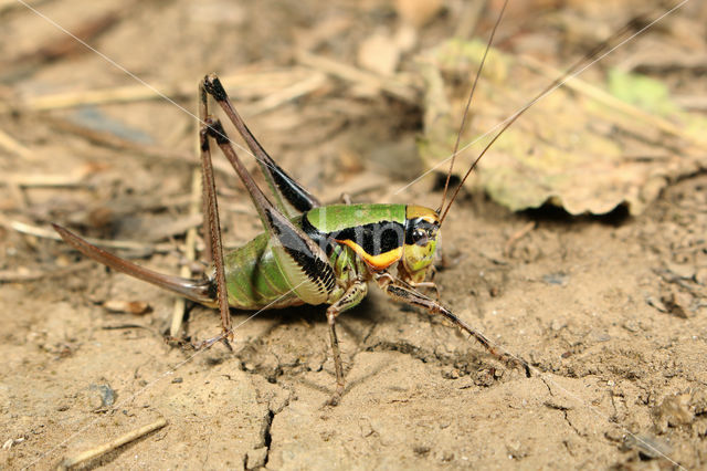 Chabrier's Bush-cricket (Eupholidoptera chabrieri)