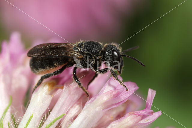 Heriades crenulatus