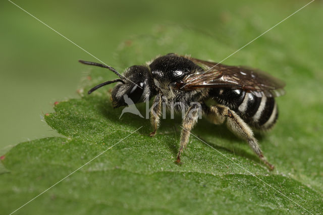 Lasioglossum discum