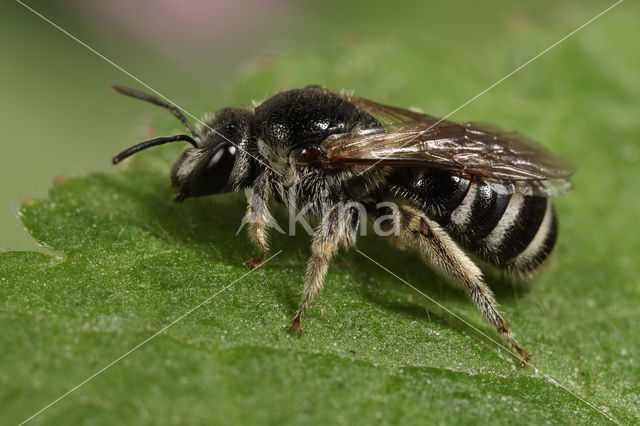 Lasioglossum discum