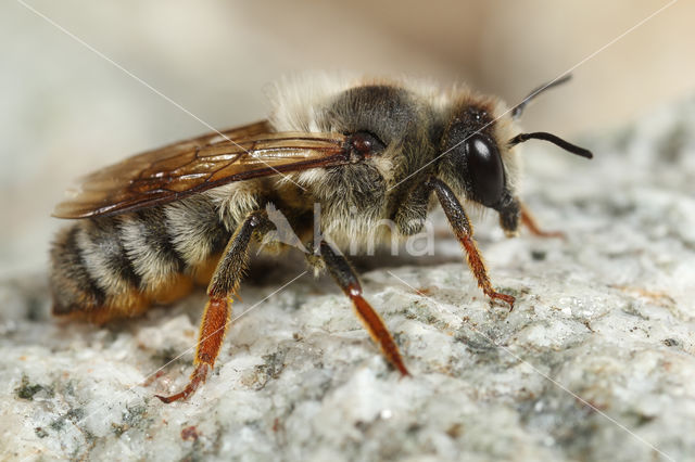 Megachile pyrenaica