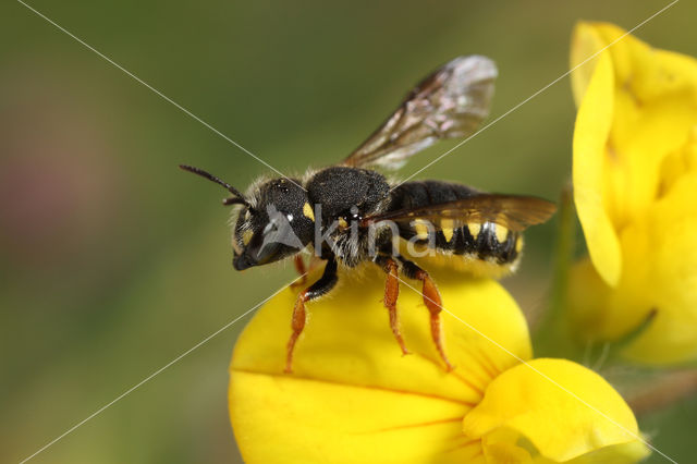 Anthidium lituratum