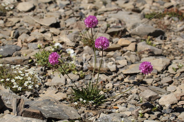 Armeria alpina