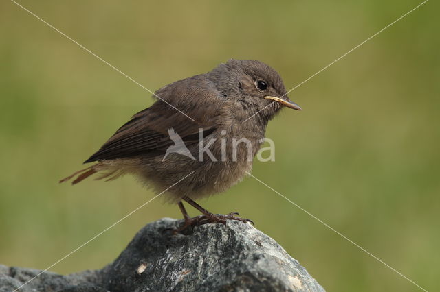 Zwarte Roodstaart (Phoenicurus ochruros)