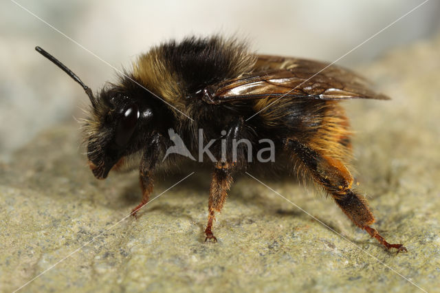 Bombus mendax