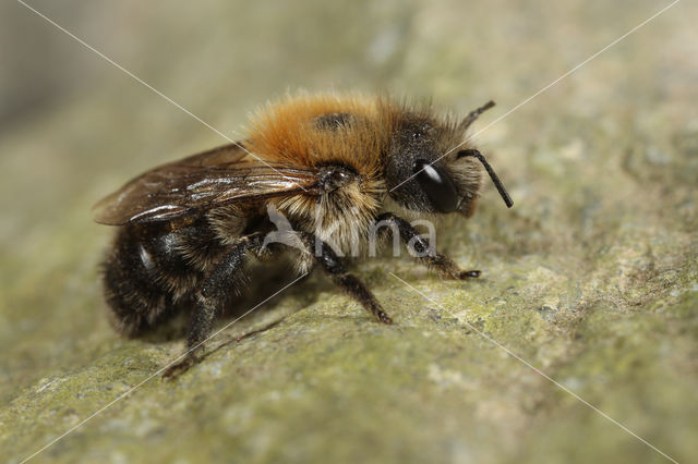 Bosmetselbij (Osmia uncinata)