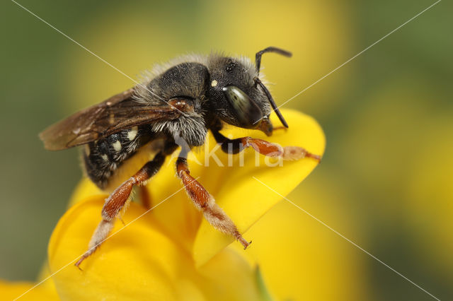 Kleine wolbij (Anthidium punctatum)