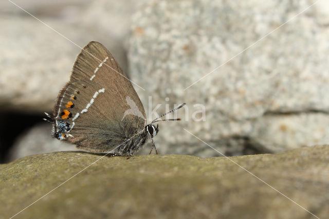 Wegedoornpage (Satyrium spini)