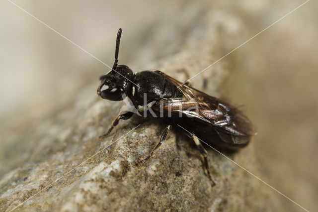 Hylaeus annulatus