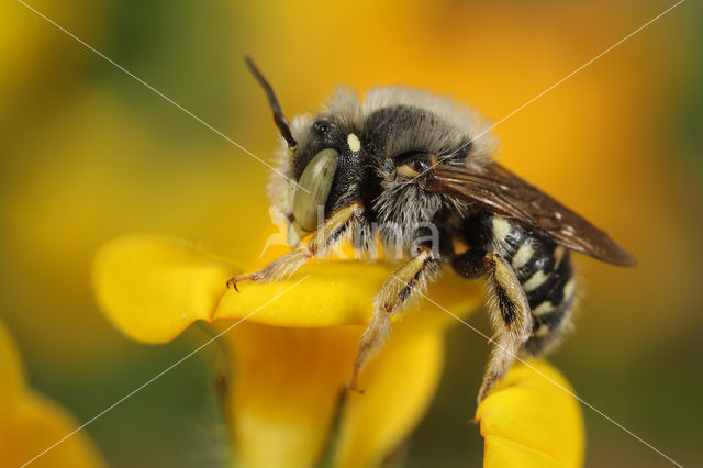 Anthidium punctatum