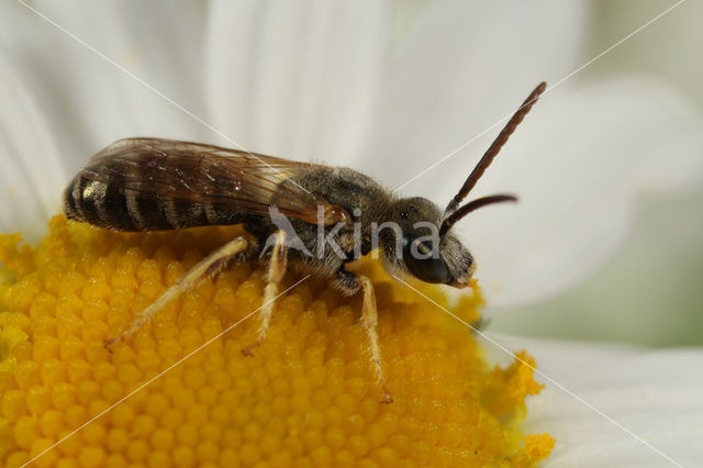 Halictus subauratus