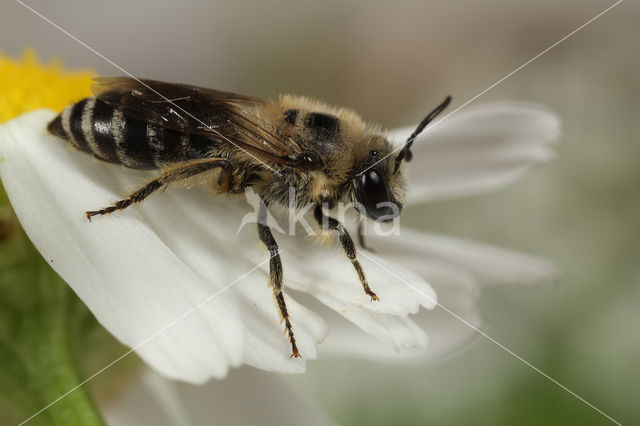 Wormkruidbij (Colletes daviesanus)