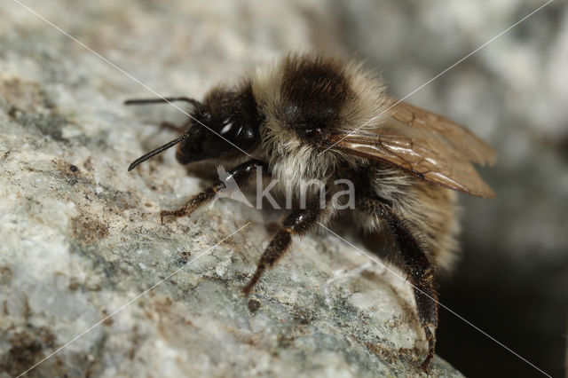 Bombus mesomelas