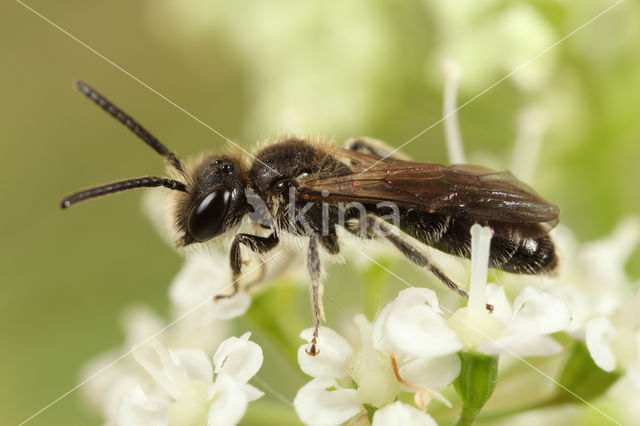 Andrena semilaevis