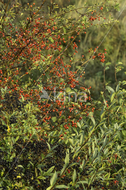 Wilde liguster (Ligustrum vulgare)