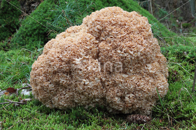 Wood Cauliflower (Sparassis crispa)