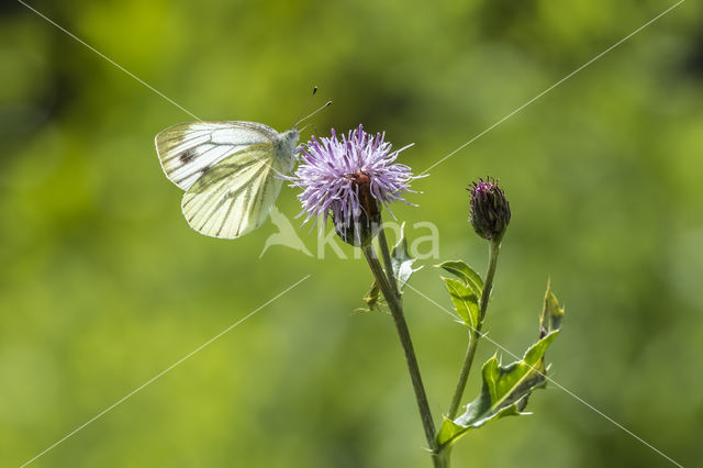 Klein geaderd witje (Pieris napi)