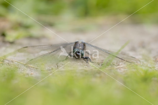 Gewone oeverlibel (Orthetrum cancellatum)