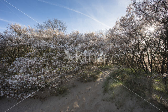 Amerikaans krentenboompje (Amelanchier lamarckii)