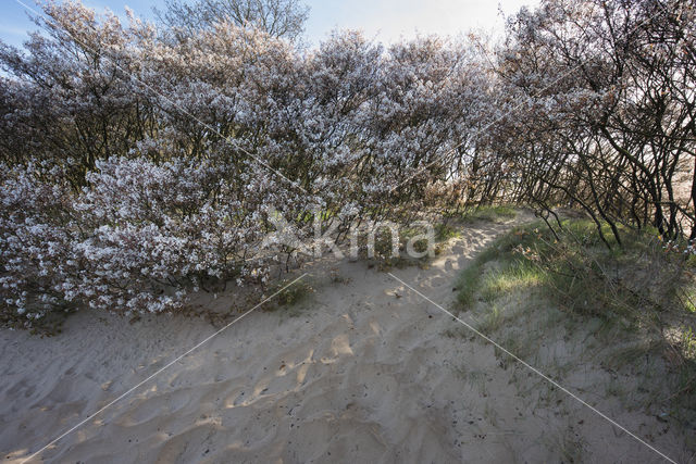 Amerikaans krentenboompje (Amelanchier lamarckii)