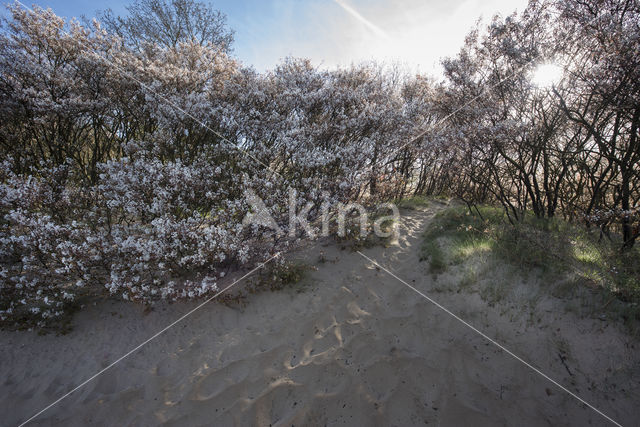 Amerikaans krentenboompje (Amelanchier lamarckii)