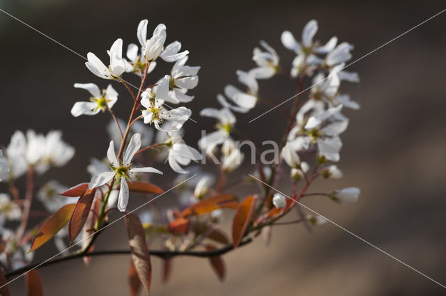 Amerikaans krentenboompje (Amelanchier lamarckii)