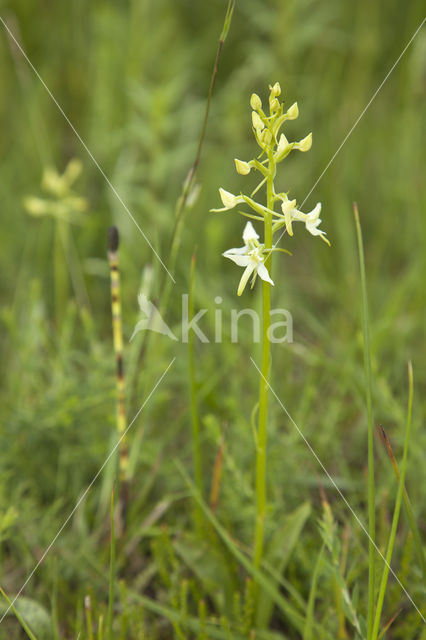 Welriekende nachtorchis (Platanthera bifolia)