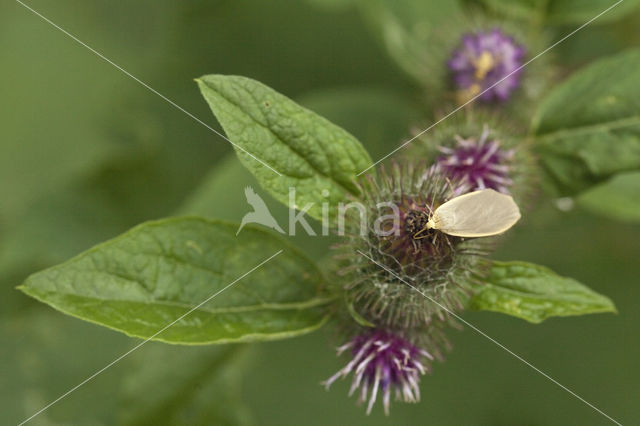 Bruine groenuil (Anaplectoides prasina)