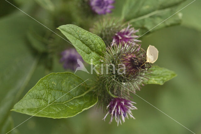 Bruine groenuil (Anaplectoides prasina)