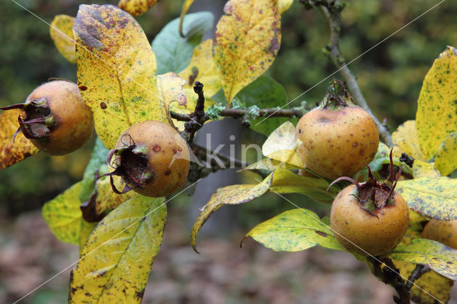 Mispel (Mespilus germanica)