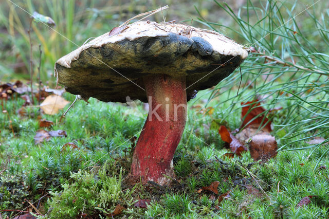 Pronksteelboleet (Boletus calopus)