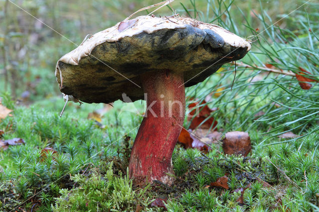 Pronksteelboleet (Boletus calopus)