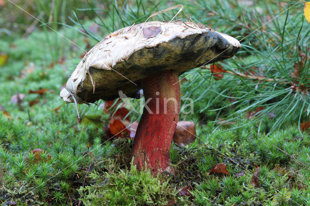 Pronksteelboleet (Boletus calopus)