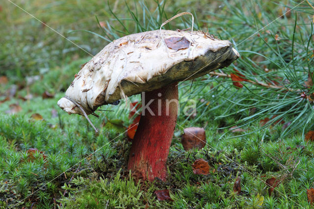 Pronksteelboleet (Boletus calopus)