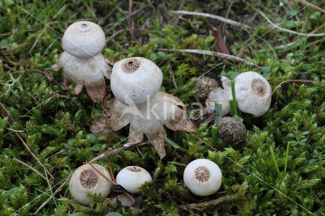 Heideaardster (Geastrum schmidelii)