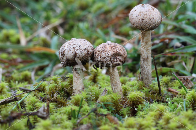 Gesteelde stuifbal (Tulostoma brumale)