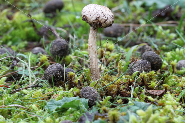 Gesteelde stuifbal (Tulostoma brumale)