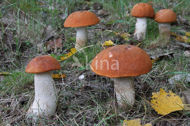 Rosse populierboleet (Leccinum rufum)