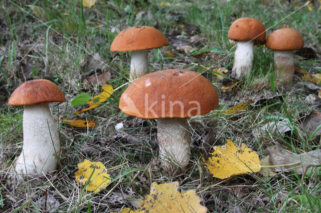 Rosse populierboleet (Leccinum rufum)