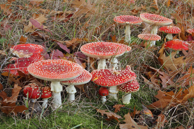 Vliegenzwam (Amanita muscaria)